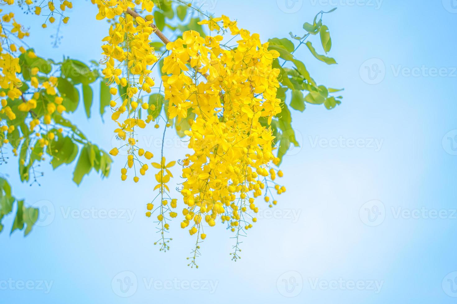 Beautiful of cassia tree, golden shower tree. Yellow Cassia fistula flowers on a tree in spring. Cassia fistula, known as the golden rain tree, national flower of Thailand photo