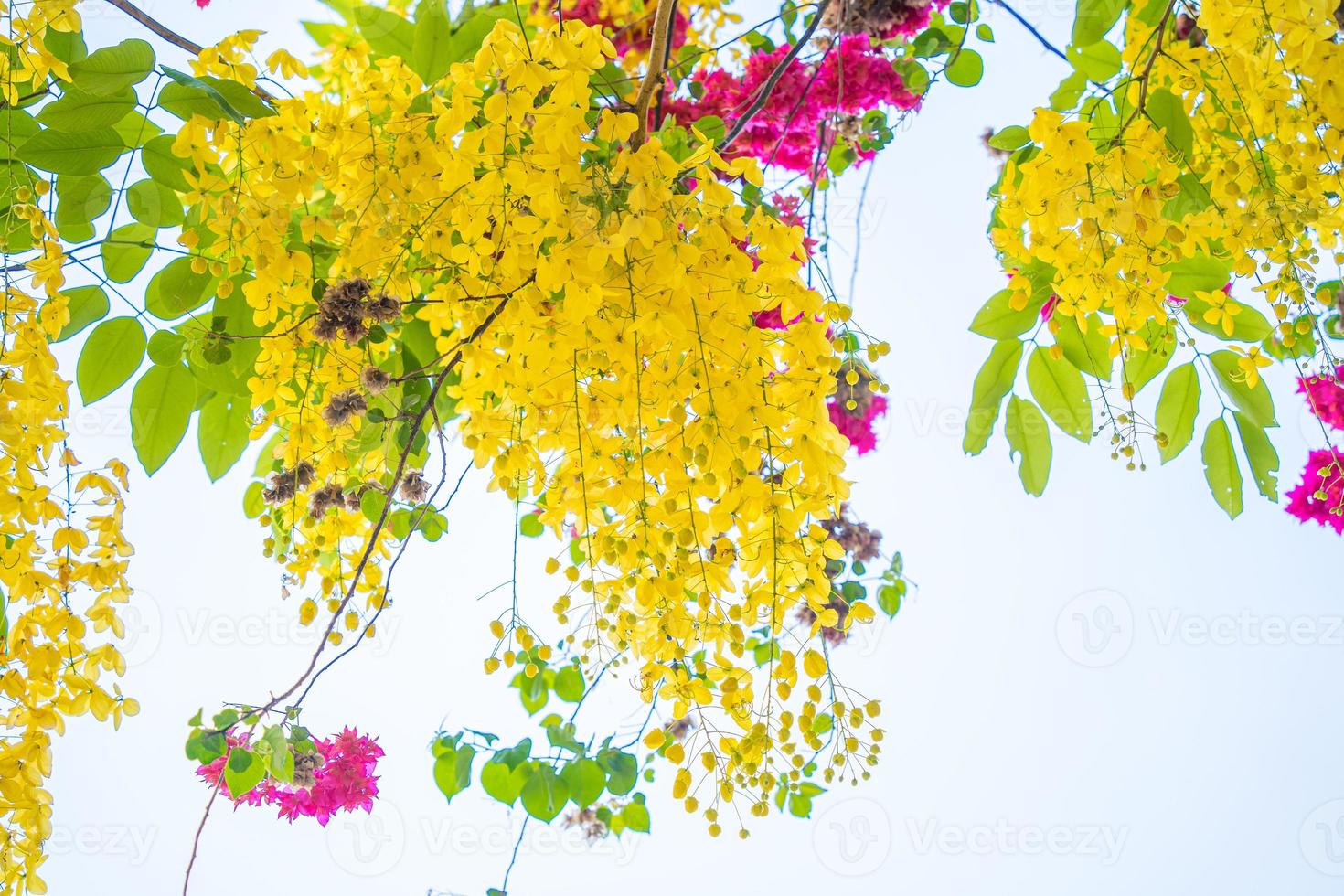 Beautiful of cassia tree, golden shower tree. Yellow Cassia fistula flowers on a tree in spring. Cassia fistula, known as the golden rain tree, national flower of Thailand photo