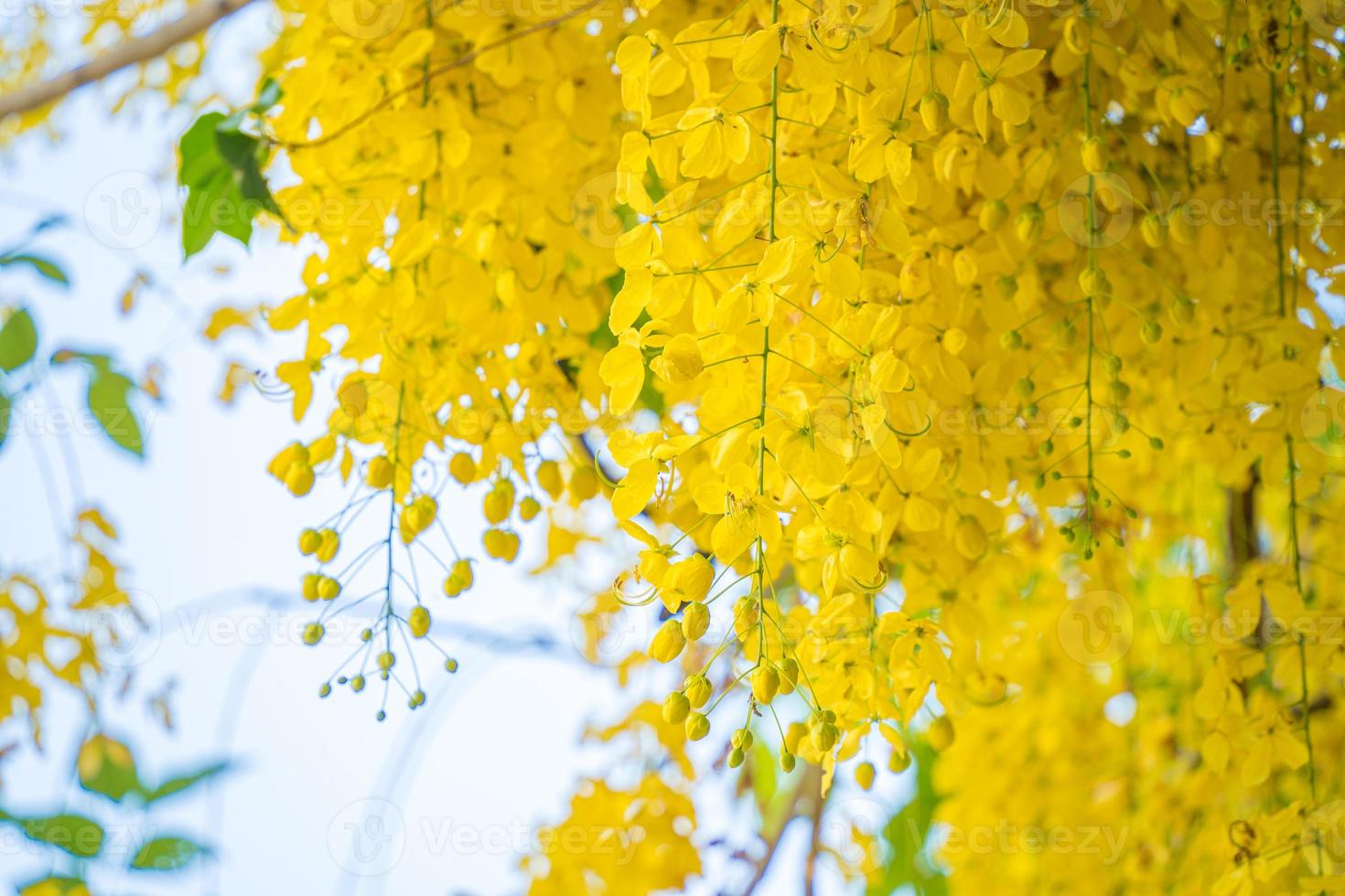 Beautiful of cassia tree, golden shower tree. Yellow Cassia fistula flowers on a tree in spring. Cassia fistula, known as the golden rain tree, national flower of Thailand photo