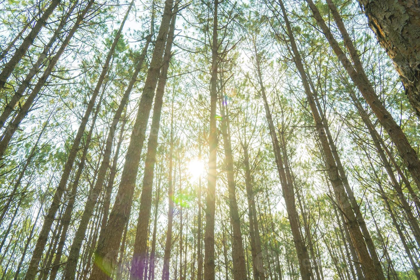 Bottom view of tall old trees in evergreen primeval forest of Da Lat. View of the tops of the pine trees in winter forest from the ground. Bottom View Wide Angle Background. photo
