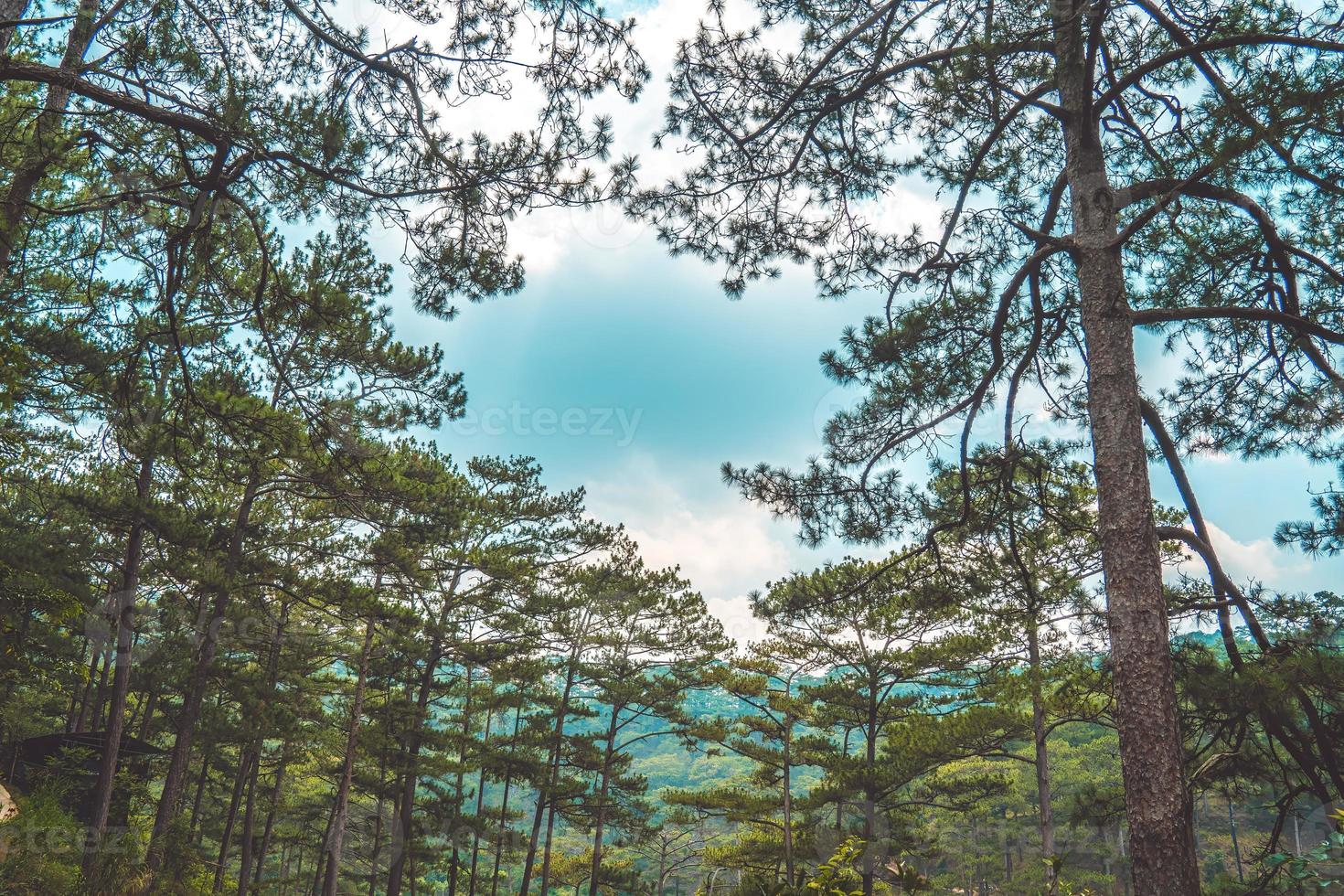 Healthy green trees in a pine forest of old spruce, fir and pine trees in wilderness of a national park. Sustainable industry, ecosystem and healthy environment concepts and background. photo