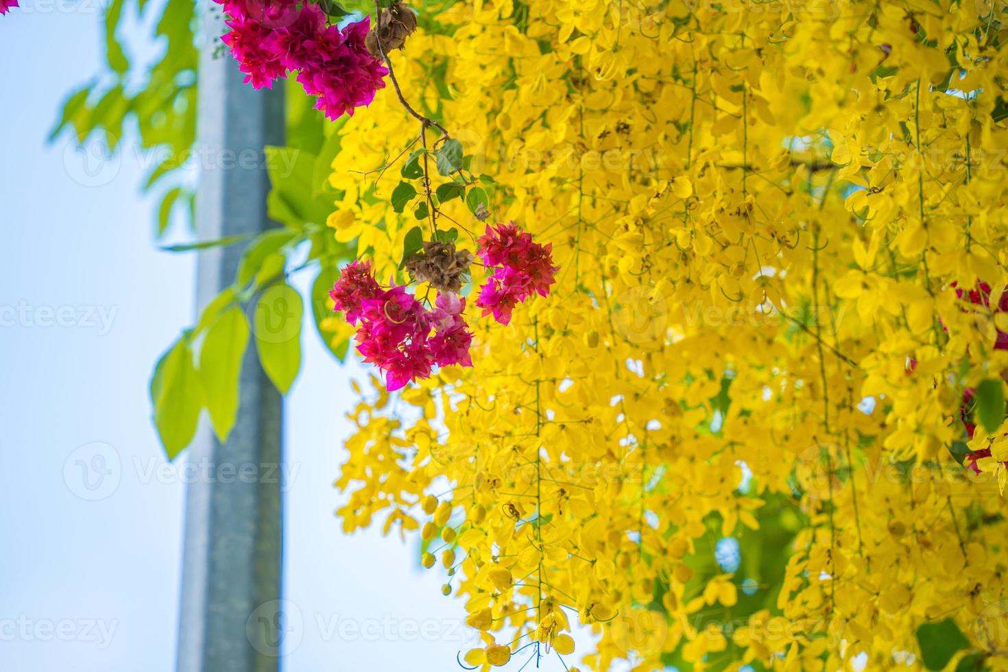 Beautiful of cassia tree, golden shower tree. Yellow Cassia fistula flowers on a tree in spring. Cassia fistula, known as the golden rain tree, national flower of Thailand photo