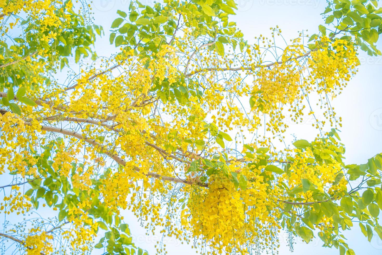 Beautiful of cassia tree, golden shower tree. Yellow Cassia fistula flowers on a tree in spring. Cassia fistula, known as the golden rain tree, national flower of Thailand photo