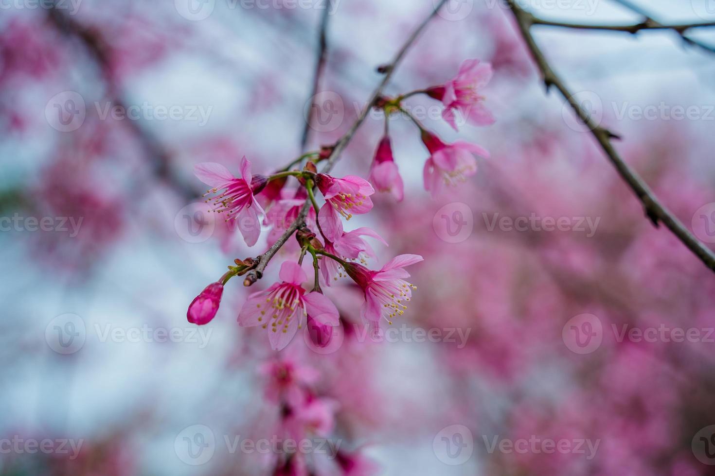 Colorful blossoms bloom in small village before Tet Festival, Vietnam Lunar Year. Peach flower, the symbol of Vietnamese lunar new year photo