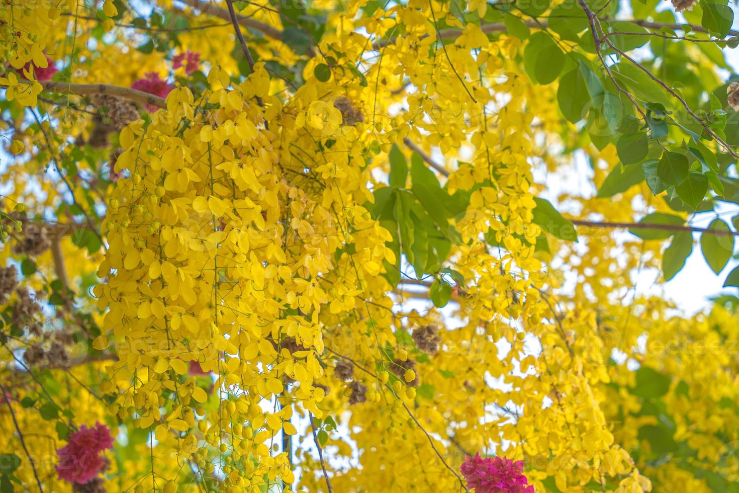 Beautiful of cassia tree, golden shower tree. Yellow Cassia fistula flowers on a tree in spring. Cassia fistula, known as the golden rain tree, national flower of Thailand photo