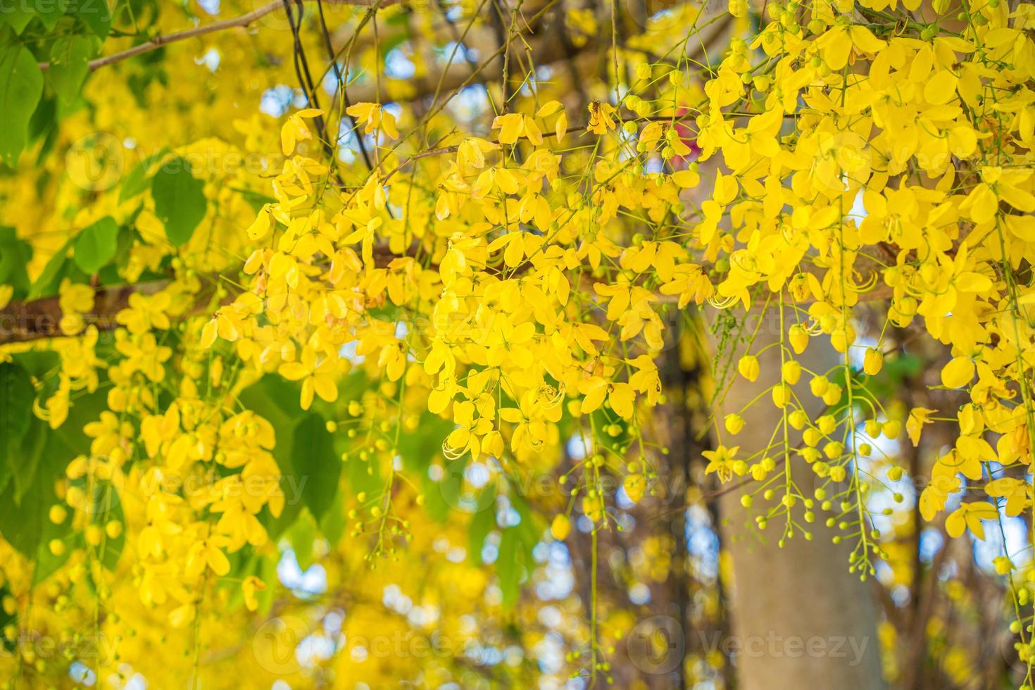 Beautiful of cassia tree, golden shower tree. Yellow Cassia fistula flowers on a tree in spring. Cassia fistula, known as the golden rain tree, national flower of Thailand photo