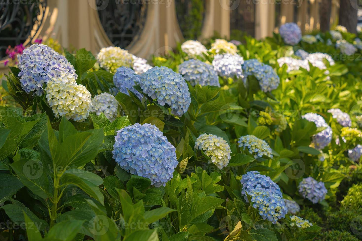 Hydrangea flowers are blooming in Da Lat garden. This is a place to visit ecological tourist garden attracts other tourism to the highlands Vietnam. Nature and travel concept. Selective focus. photo