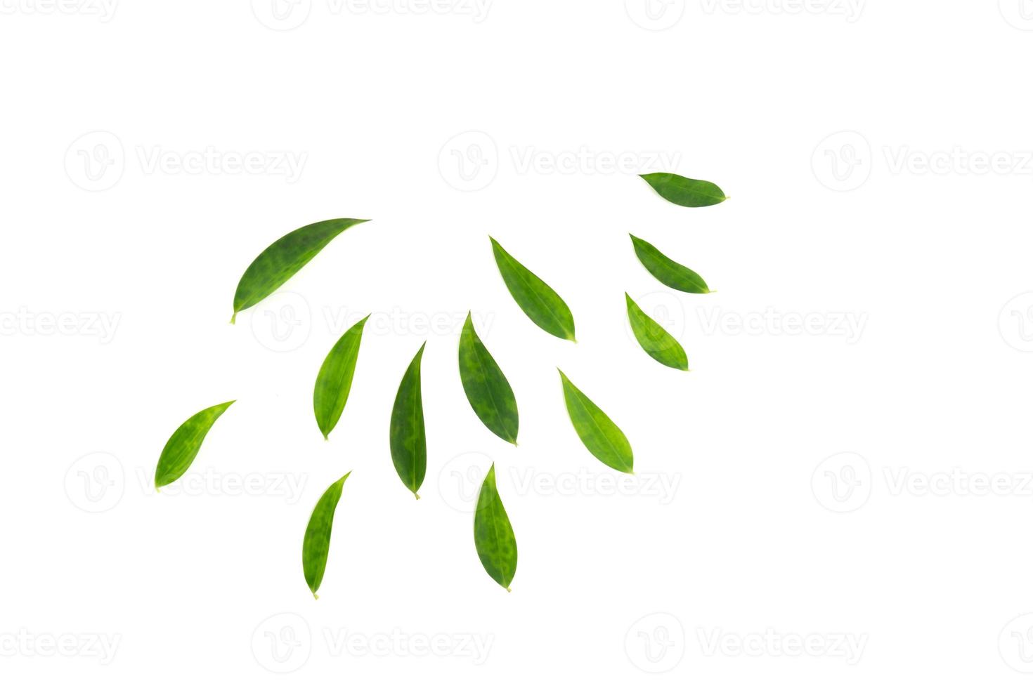 Leafs are arranged like a half circle radius in studio light on white background. Clipping path photo