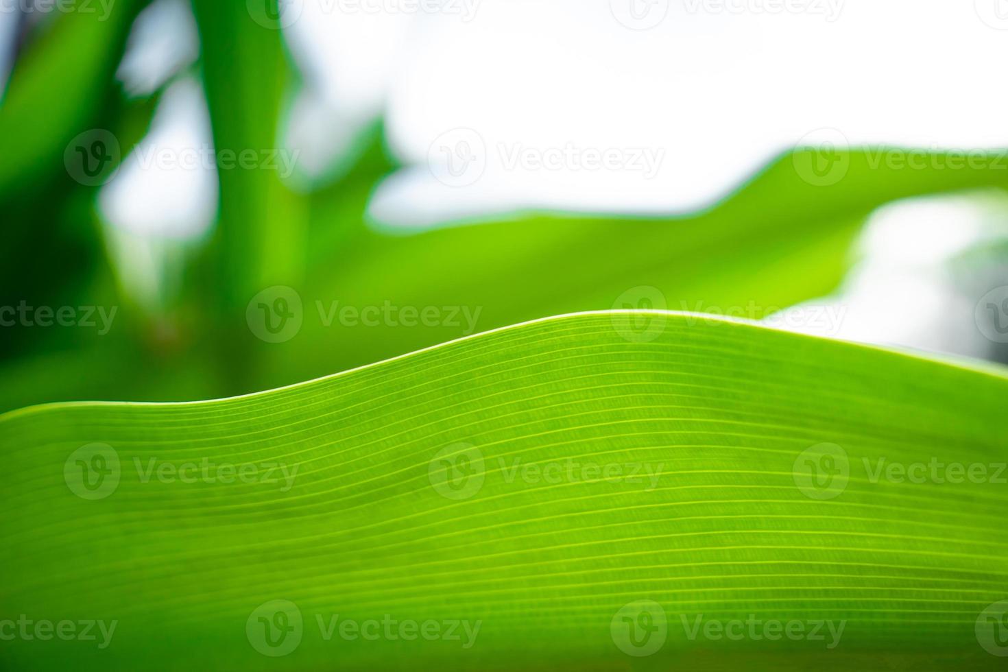 verde primer plano naturaleza hoja grande en estado de ánimo relajante y tono con curva suave y línea en el borde de la hoja. foto