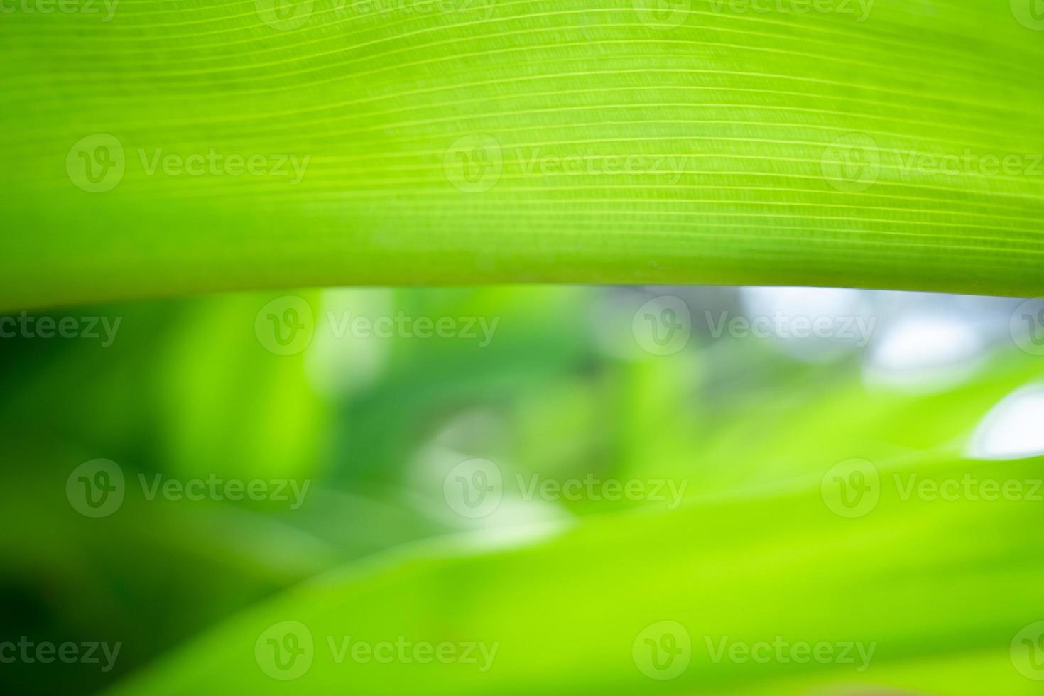 Green close up nature large leaf in relaxing mood and tone with smooth curve and line on rim of leaf. photo