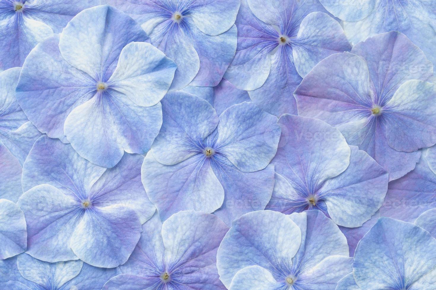 fondo de flor de hortensia foto