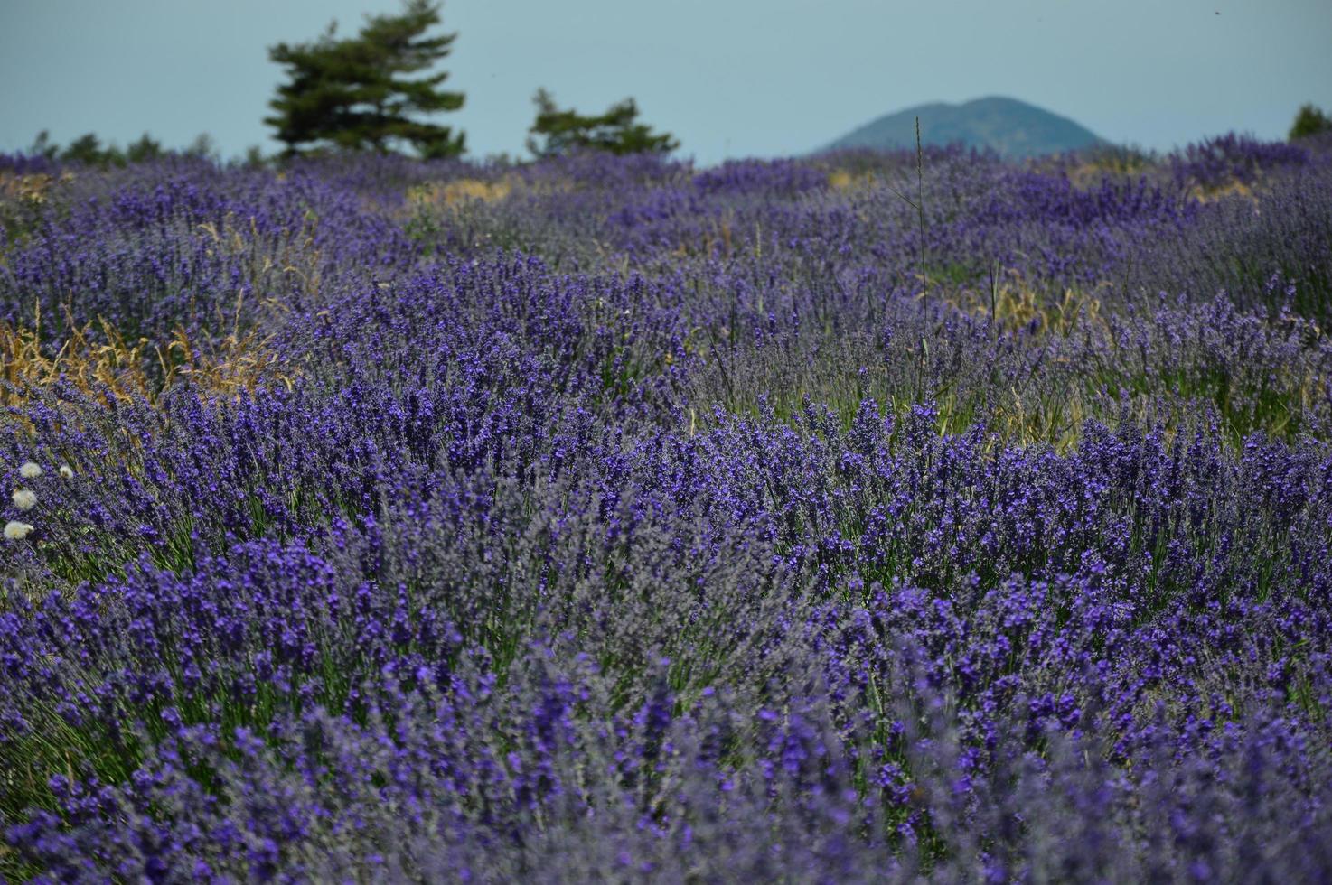 Zoom in a lavenders field photo
