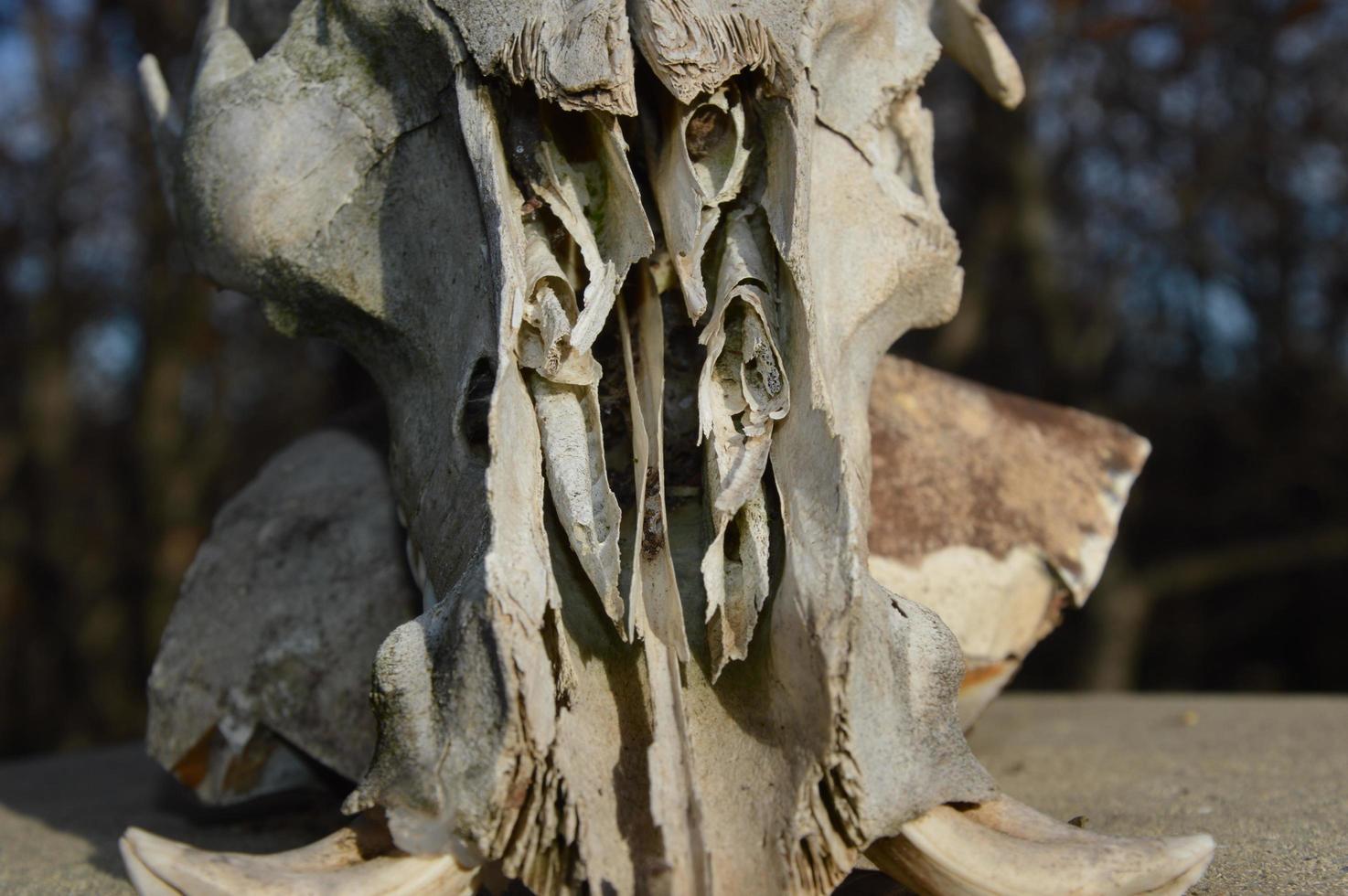 Zoom on a Animal skull photo