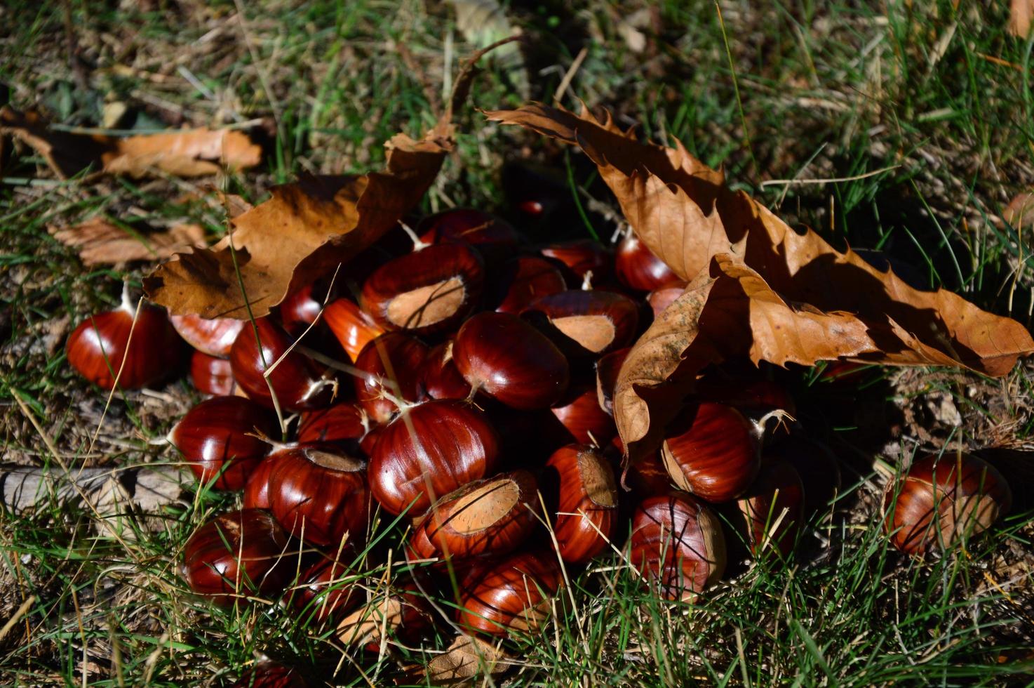 Chestnuts on the ground photo