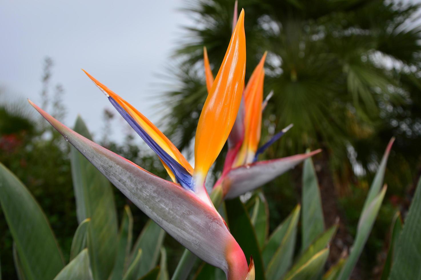 Wet Strelitzia reginae photo