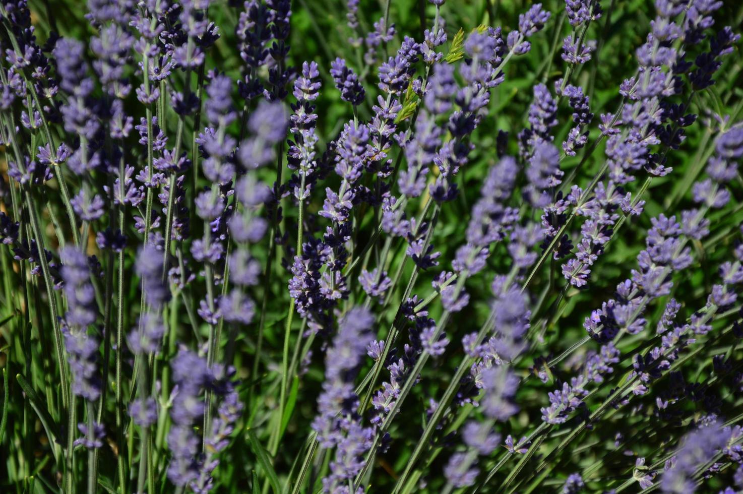 Zoom in a lavenders field photo