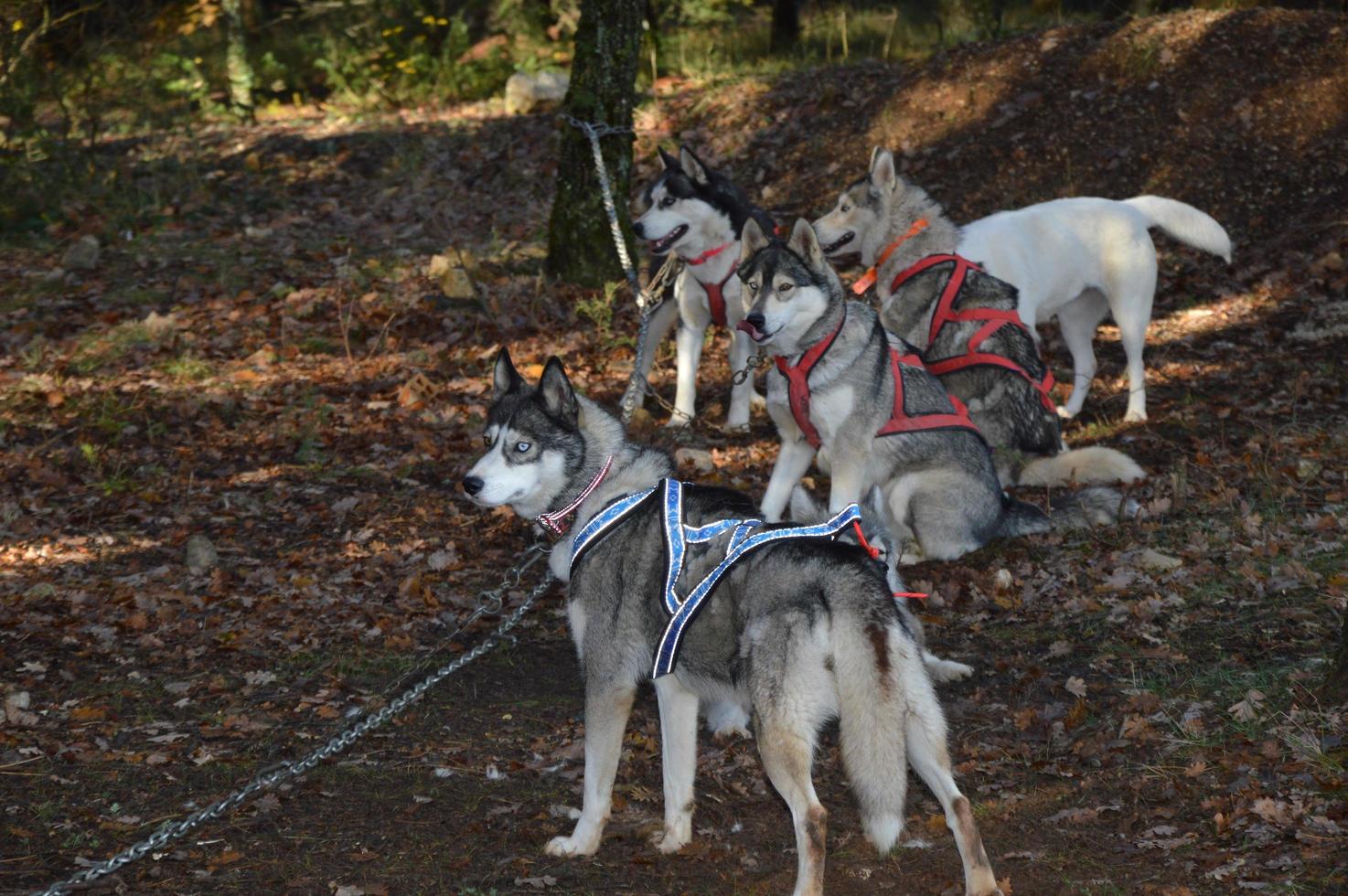 Sled dogs in the forest photo