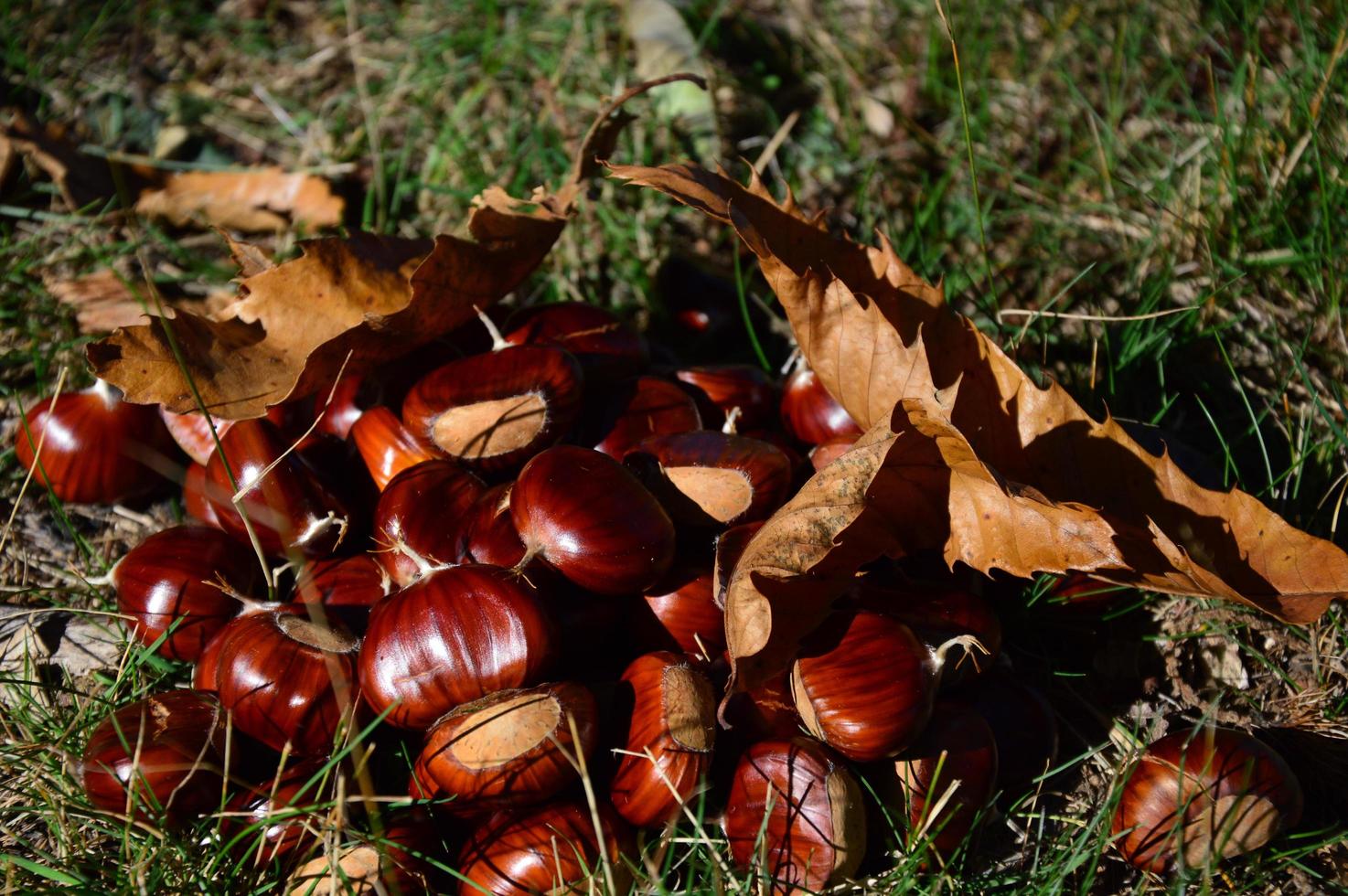 Chestnuts on the ground photo