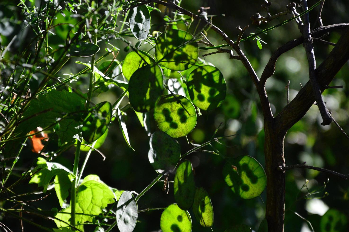 Lunaria Annua in the garden photo