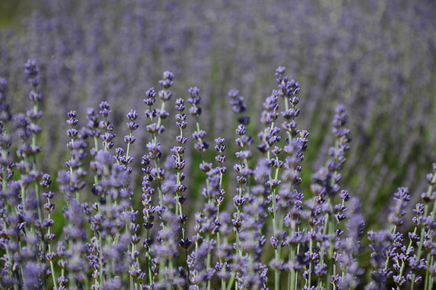 Zoom in a lavenders field photo