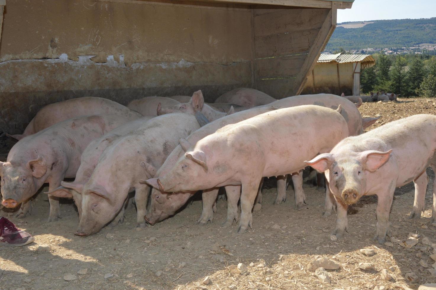 Pigs in their surroundings photo