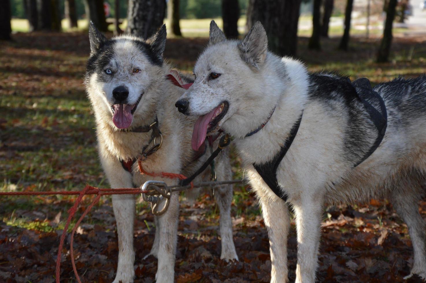 Sled dogs in the forest photo
