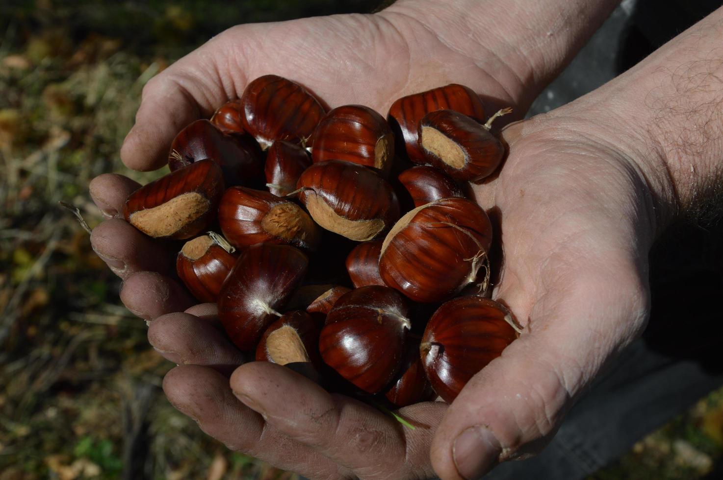 Chestnuts in the hands photo