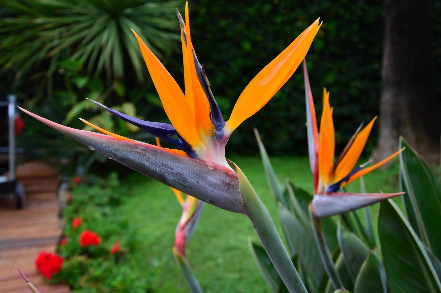 Wet Strelitzia reginae photo