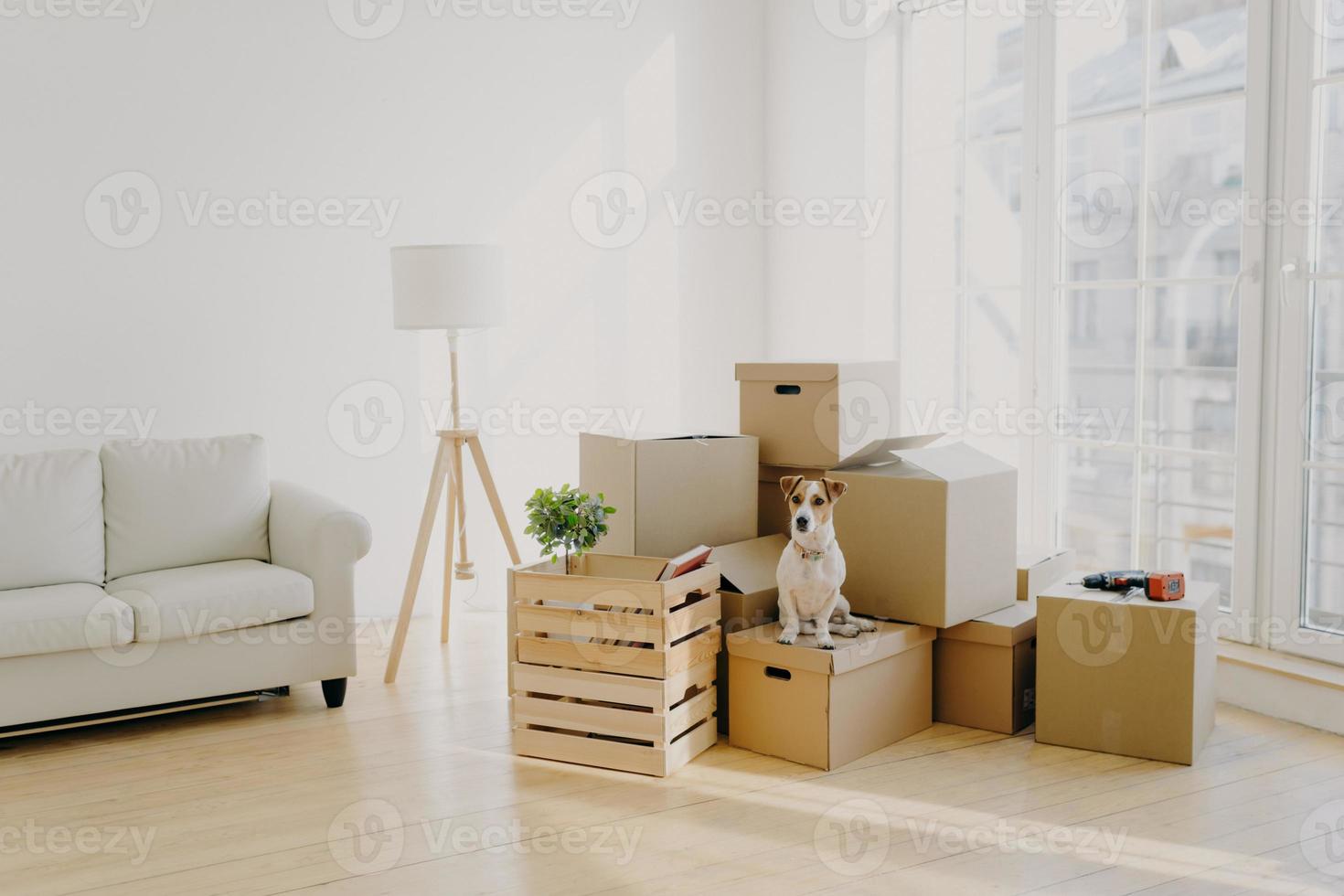 concepto de día de mudanza. lindo perro doméstico posa cerca de cajas de cartón en una habitación espaciosa con sofá, gran ventana en el fondo, espera al anfitrión, cambia de lugar de vida en un apartamento nuevo, mira a algún lado. foto