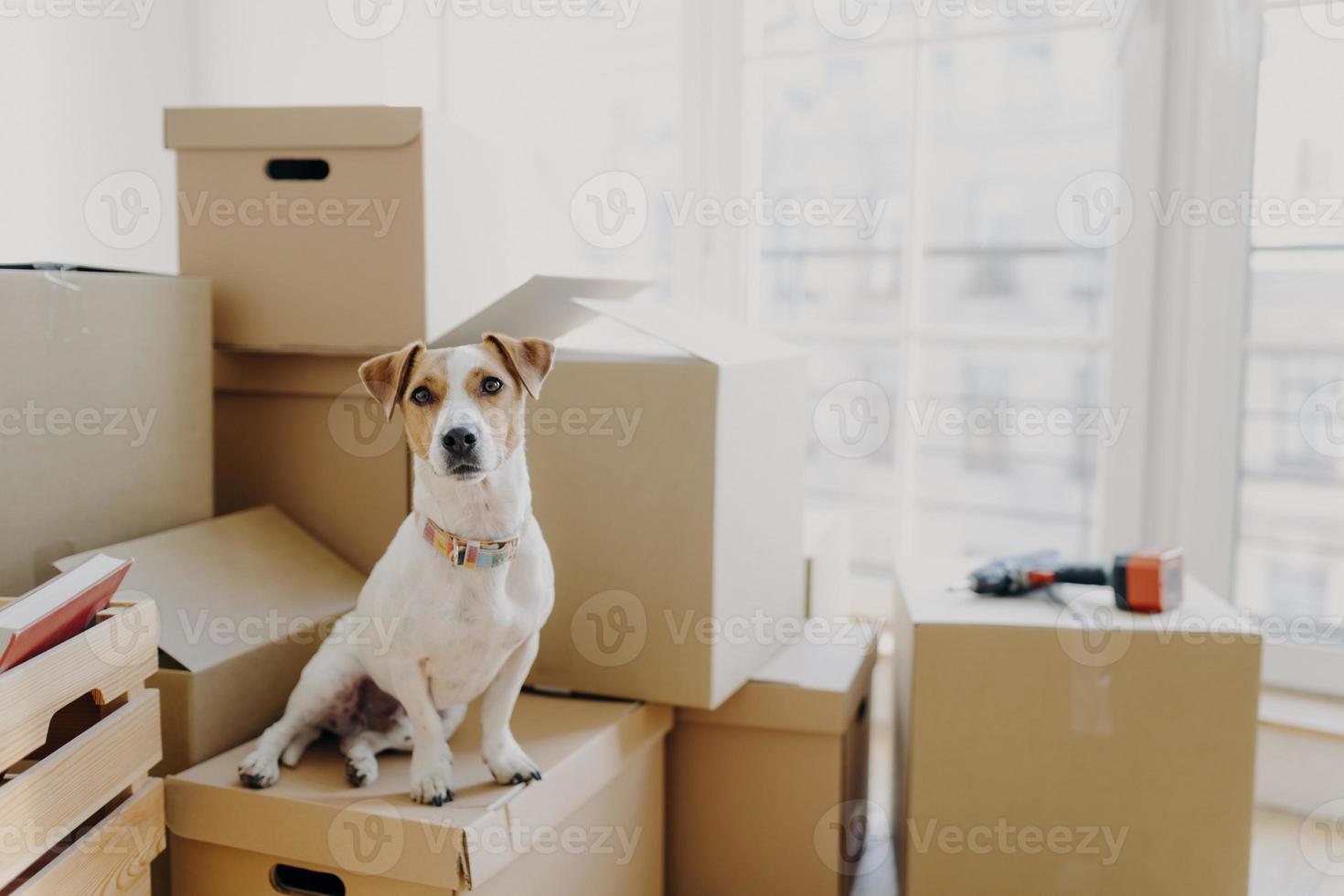 Horizontal shot of domestic animal sits on stack of carton boxes, relocates in new abode, poses in spacious empty room with no furniture, white walls. Animals, real estate and relocation concept photo