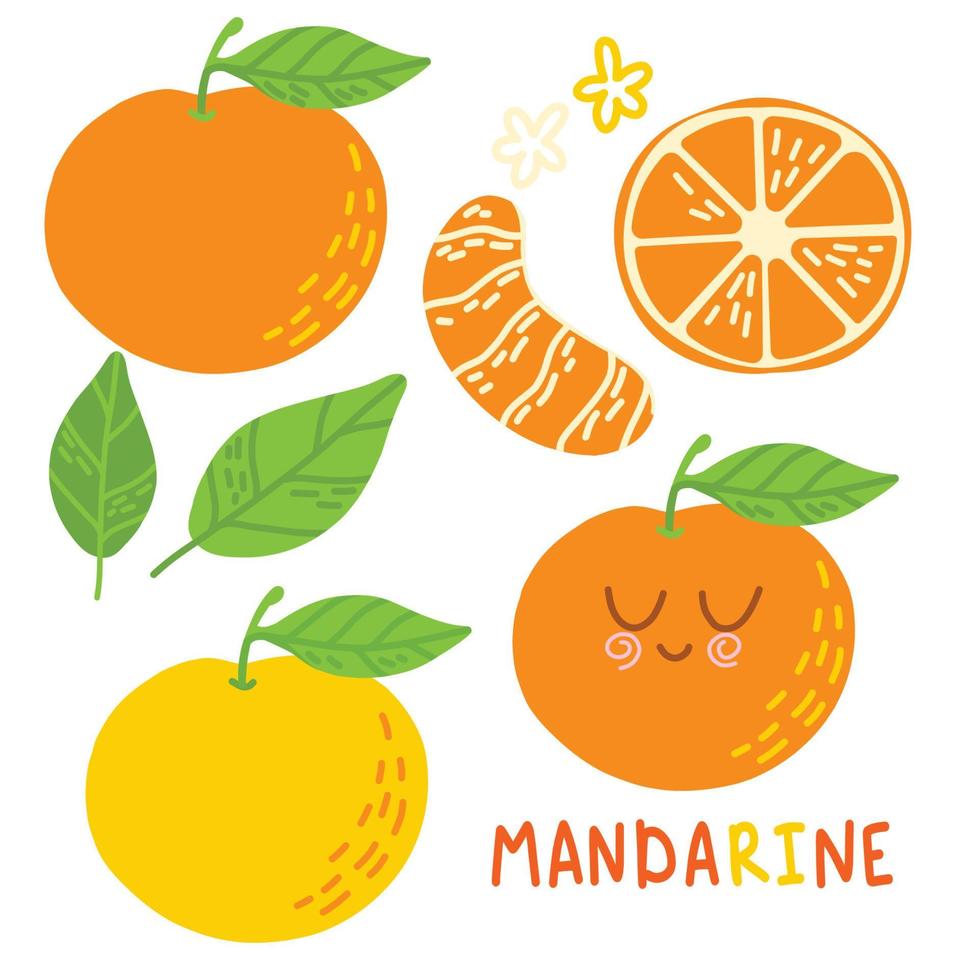 Mandarines, tangerine, clementine with leaves isolated on white background. Citrus fruit. vector