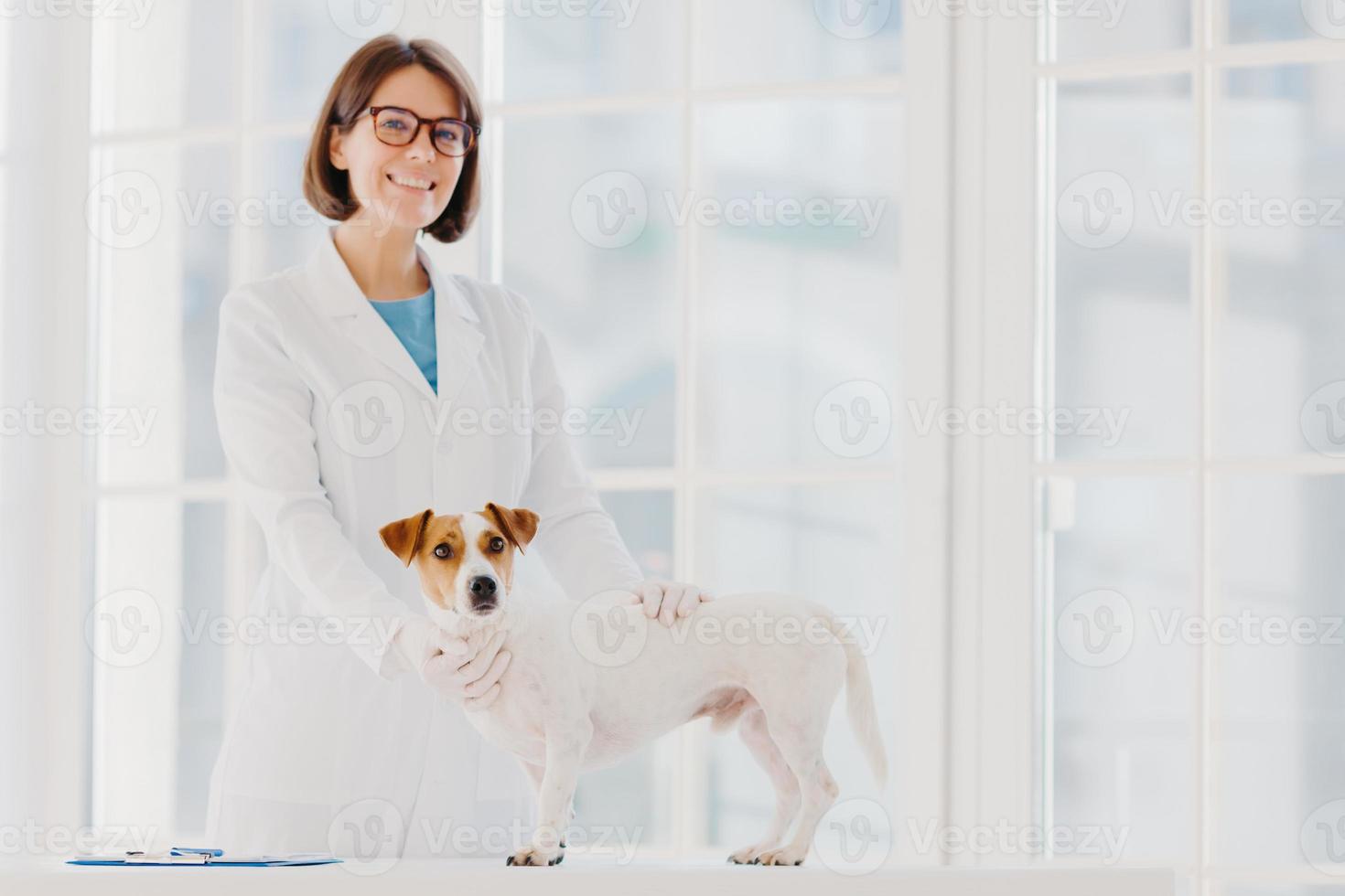 revisión y diagnóstico completo. una veterinaria calificada con uniforme blanco examina al perro jack russell terrier en su propia clínica, anota la receta, tiene animales como pacientes, cura diversas enfermedades. foto