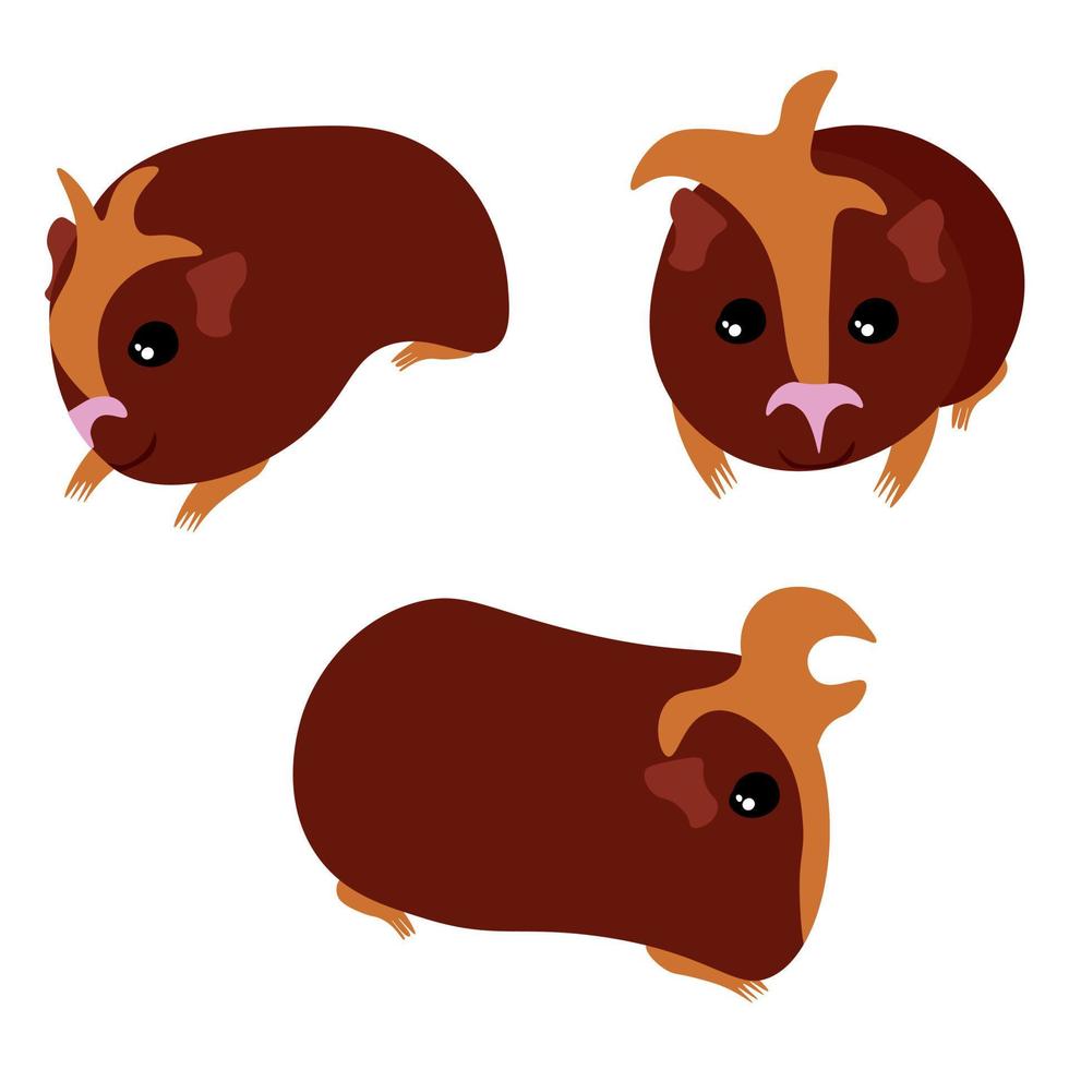 Guinea pig set, cute brown color mammal in various poses for design vector