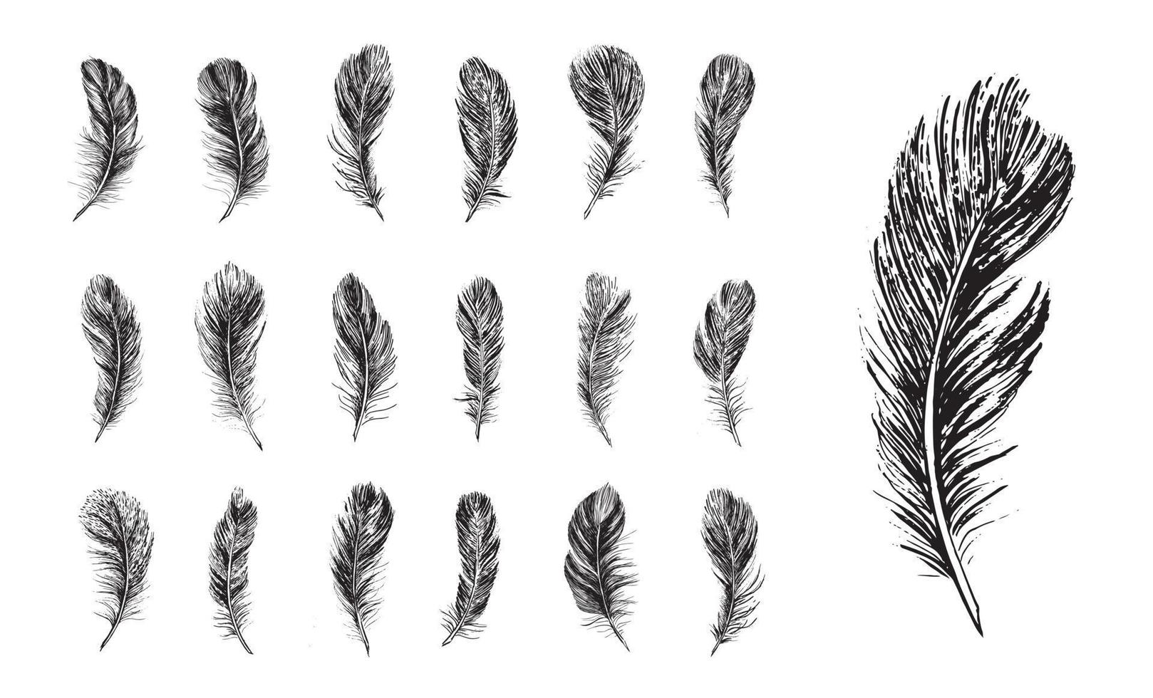 Set of bird feathers. Hand drawn sketch style. vector