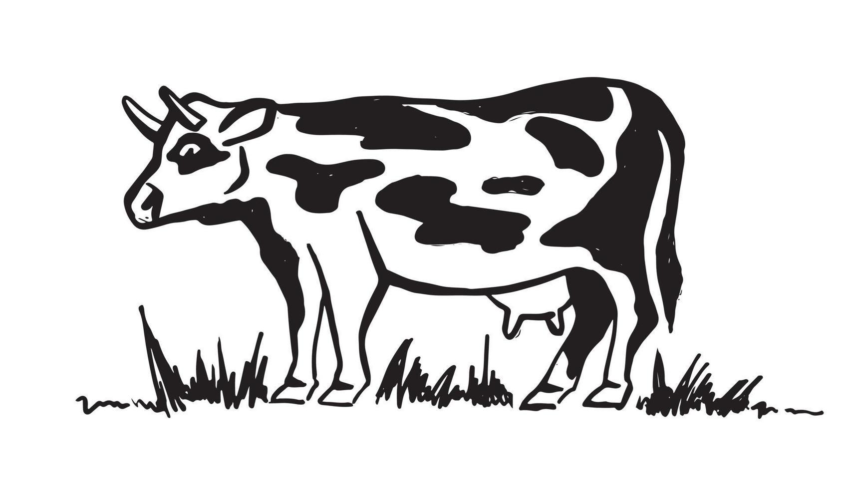 Cow in black on white background. Vector. vector