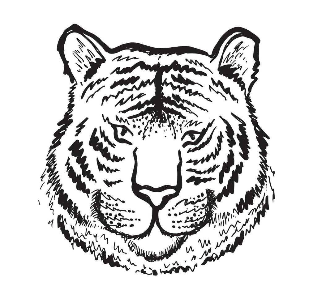 Tiger head, hand drawn illustration, isolated on white background. vector