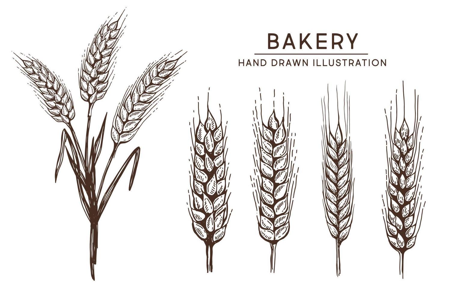 Wheat bread ears hand drawn vector illustration.