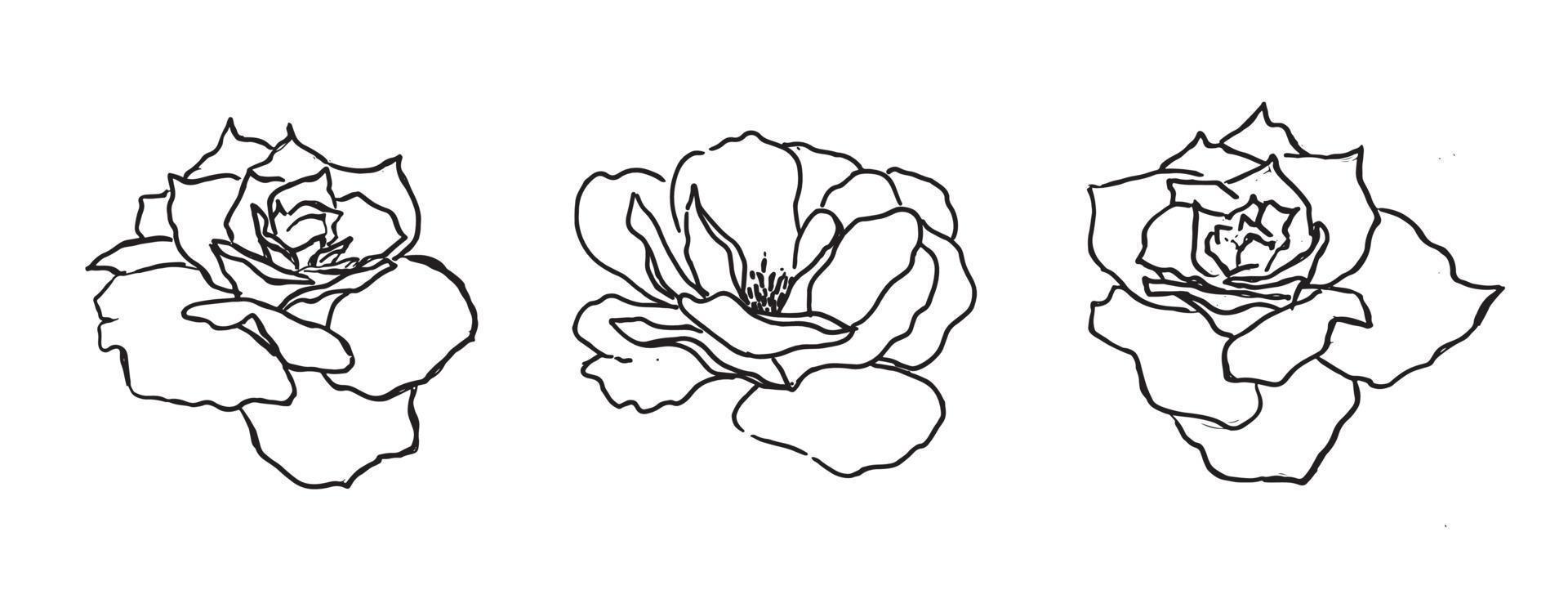 Rose flower, hand drawn illustration vector