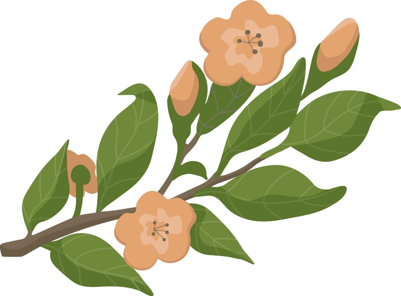 Apple tree branch in bloom. Flowers and leaves on a branch vector