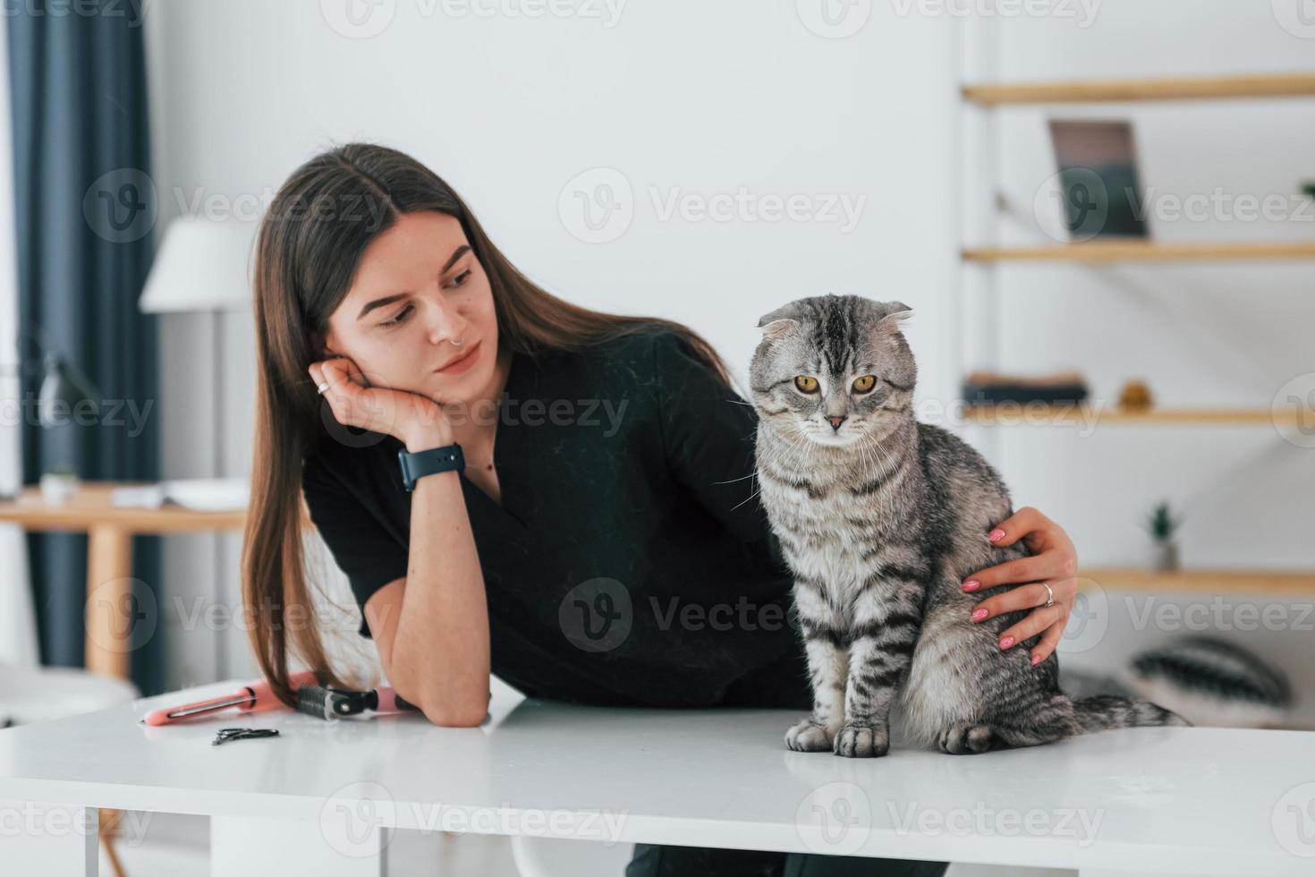 Animal is sitting on the table. Scottish fold cat is in the grooming salon with female veterinarian photo