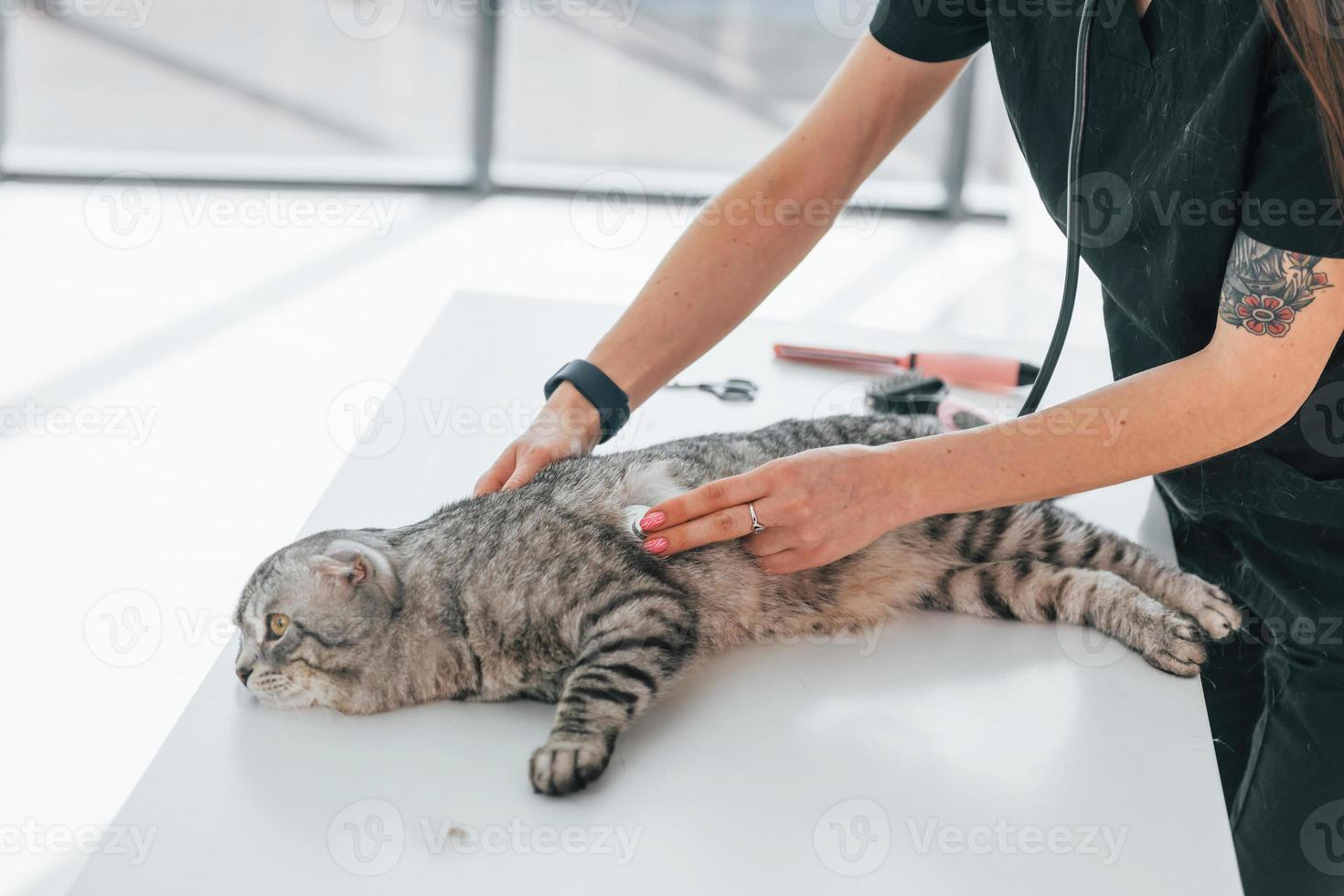 Animal is laying down while woman listening lungs by stethoscope. Scottish fold cat is in the vet clinic photo