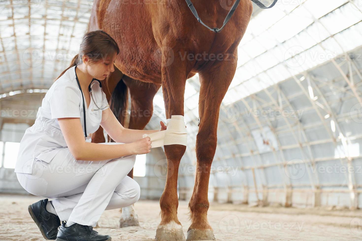 la rodilla dañada se está vendando. doctora en bata blanca está con caballo en un establo foto