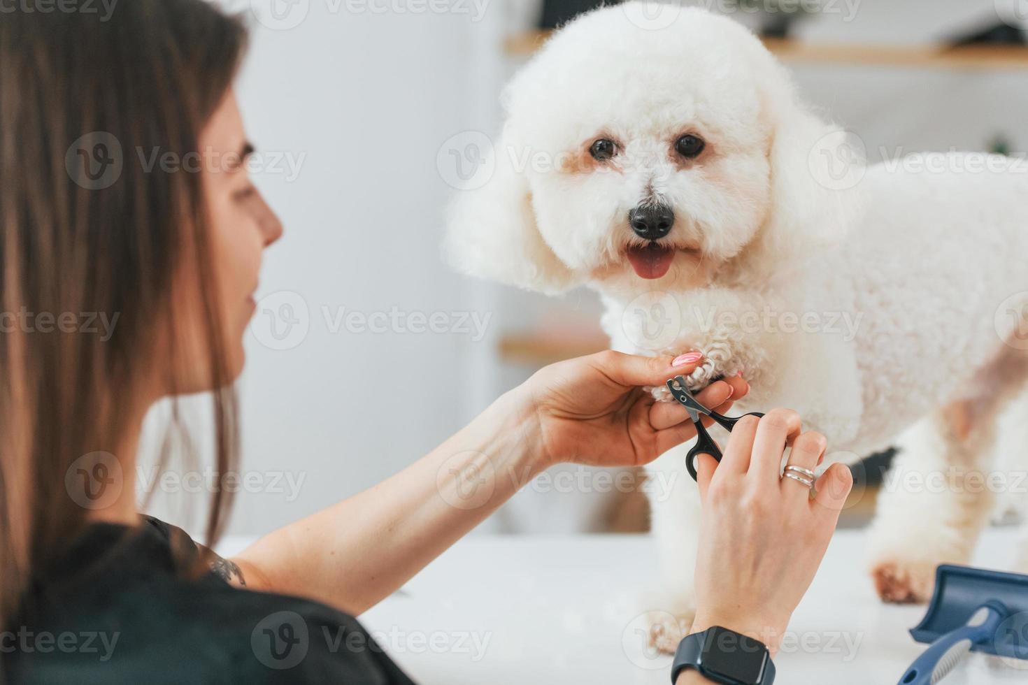 cortando las uñas. lindo perrito está en el estudio de aseo foto