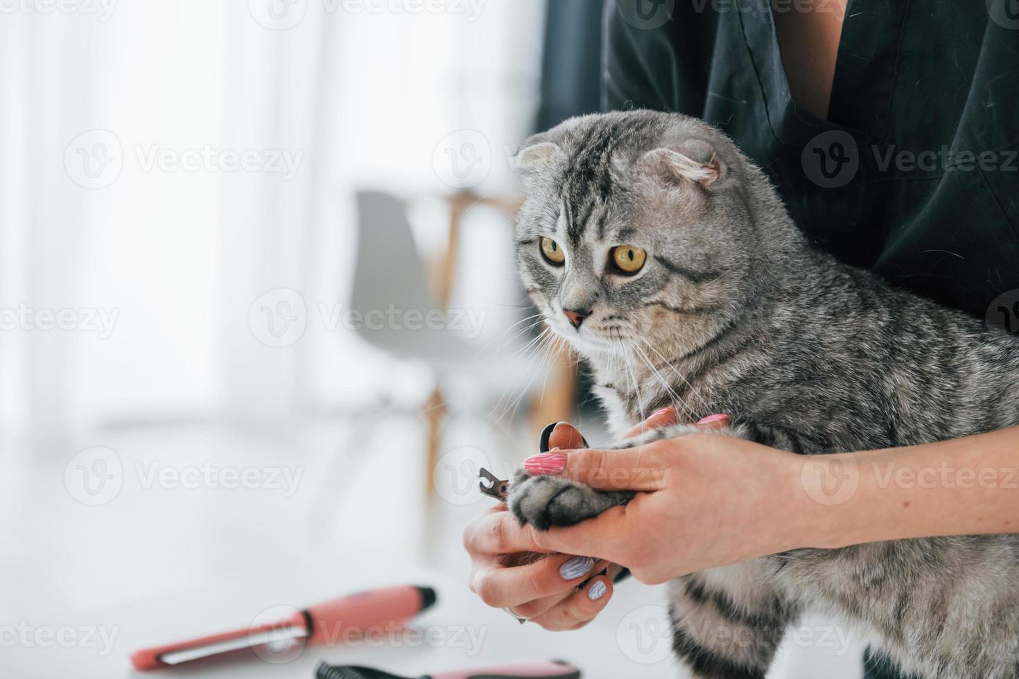 Cutting the nails. Scottish fold cat is in the grooming salon with female veterinarian photo