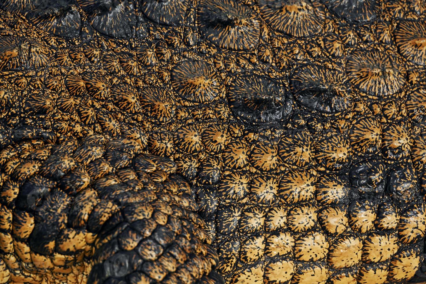 Close up view. Crocodiles relaxed and resting on the ground photo