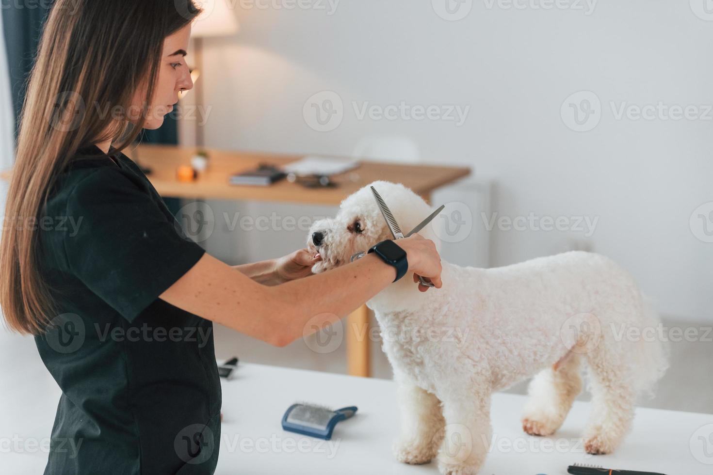 Using scissors. Cute little dog is in the grooming studio photo