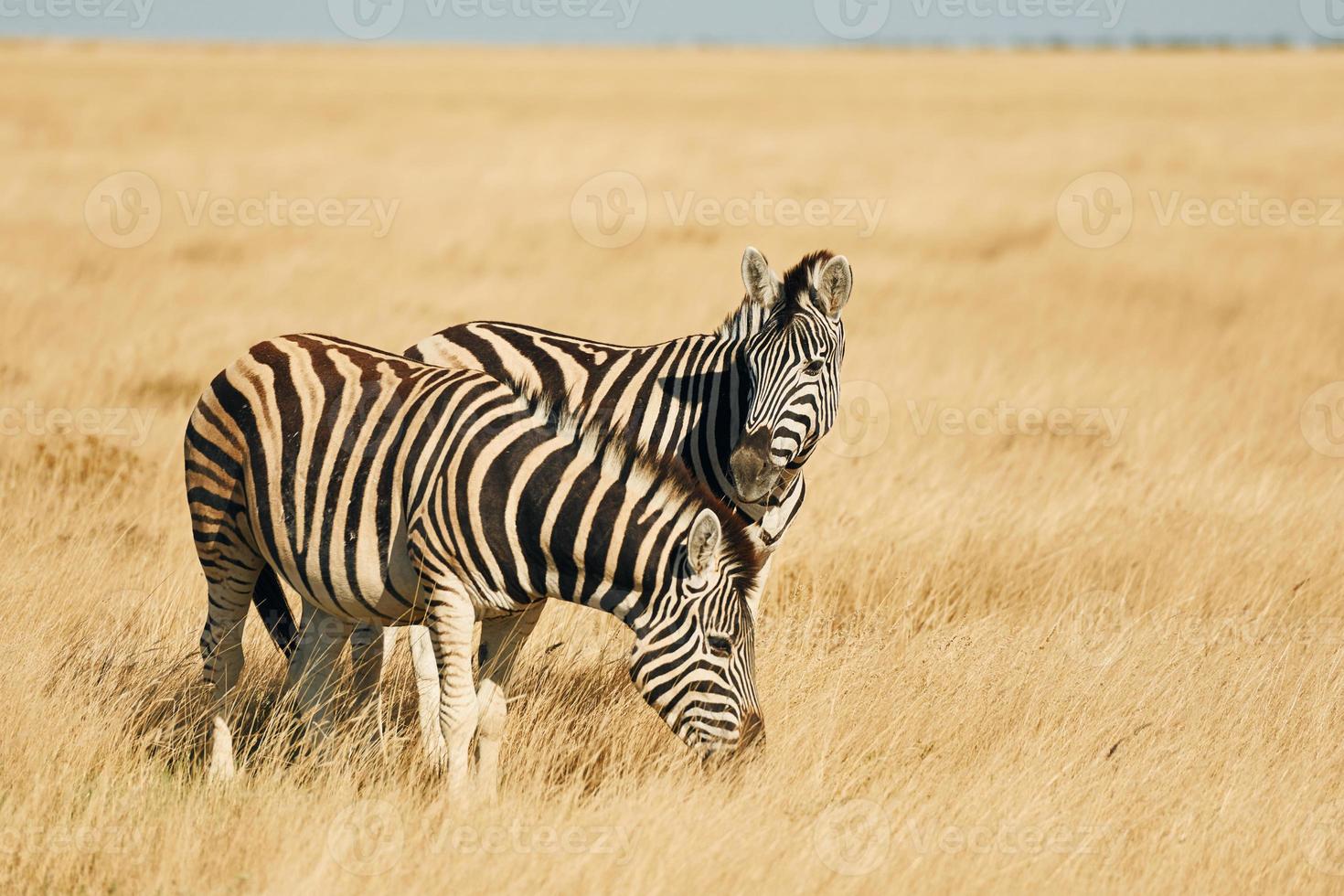 Beautiful animals. Zebras in the wildlife at daytime photo