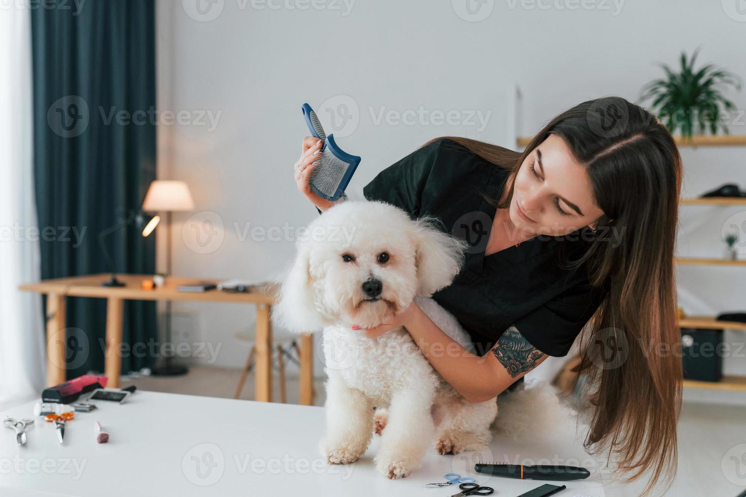pelo esponjoso. lindo perrito está en el estudio de aseo foto