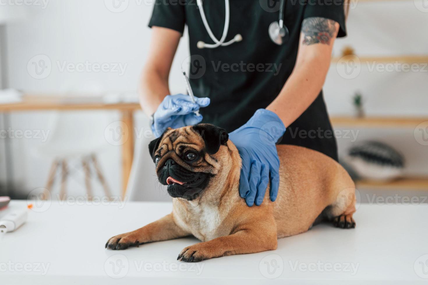 con jeringa procedimiento de vacunación. pug está en el salón de aseo con un veterinario que está vestido de negro foto