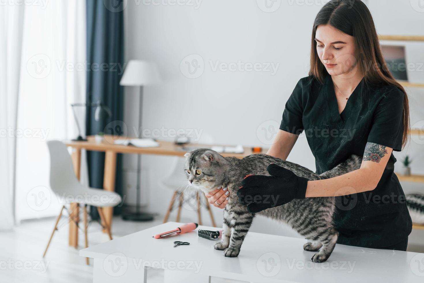 Using glove to clean the hair. Scottish fold cat is in the grooming salon with female veterinarian photo